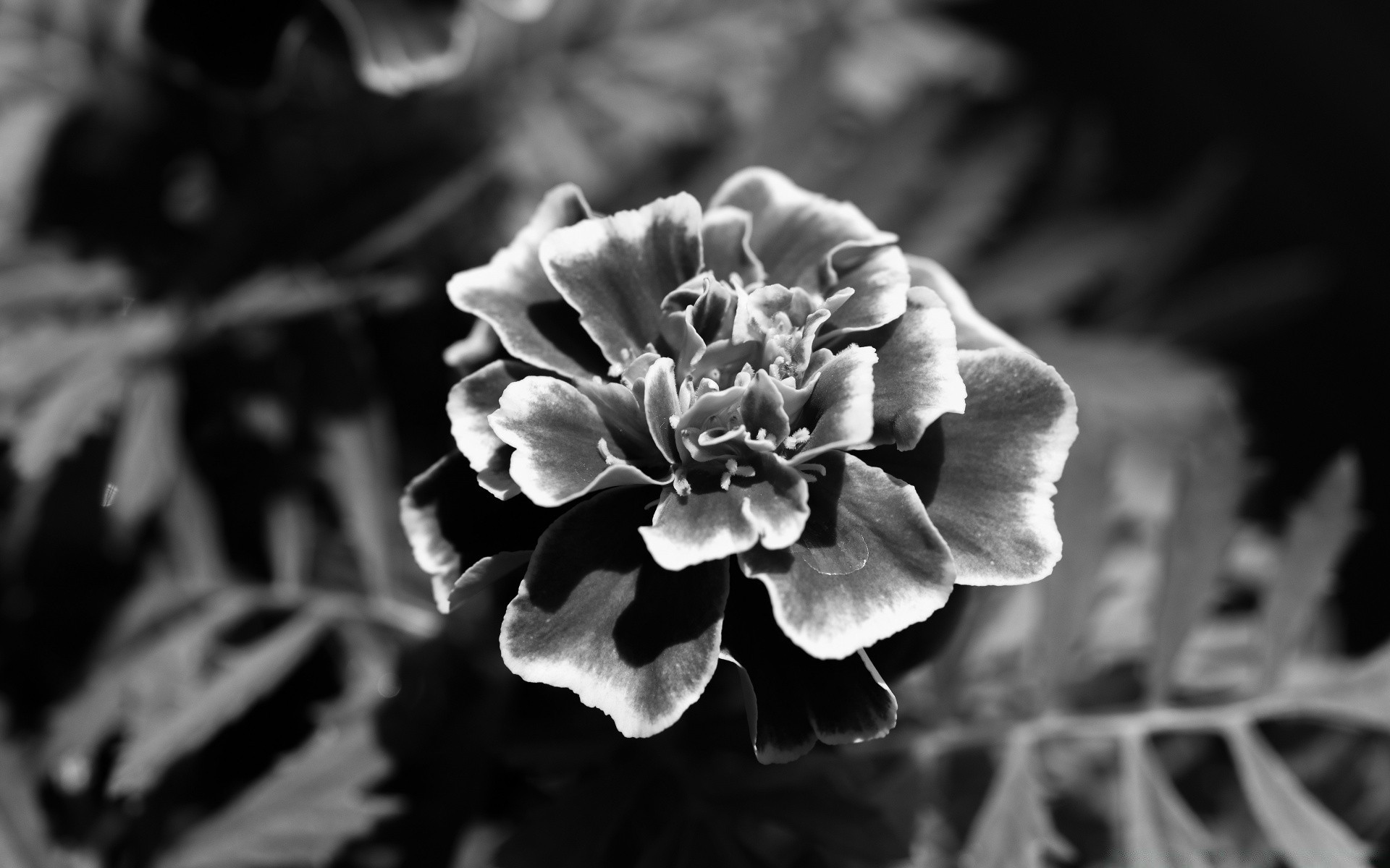 in bianco e nero fiore natura flora foglia giardino in bianco e nero close-up bella fiore petalo floreale decorazione di colore albero