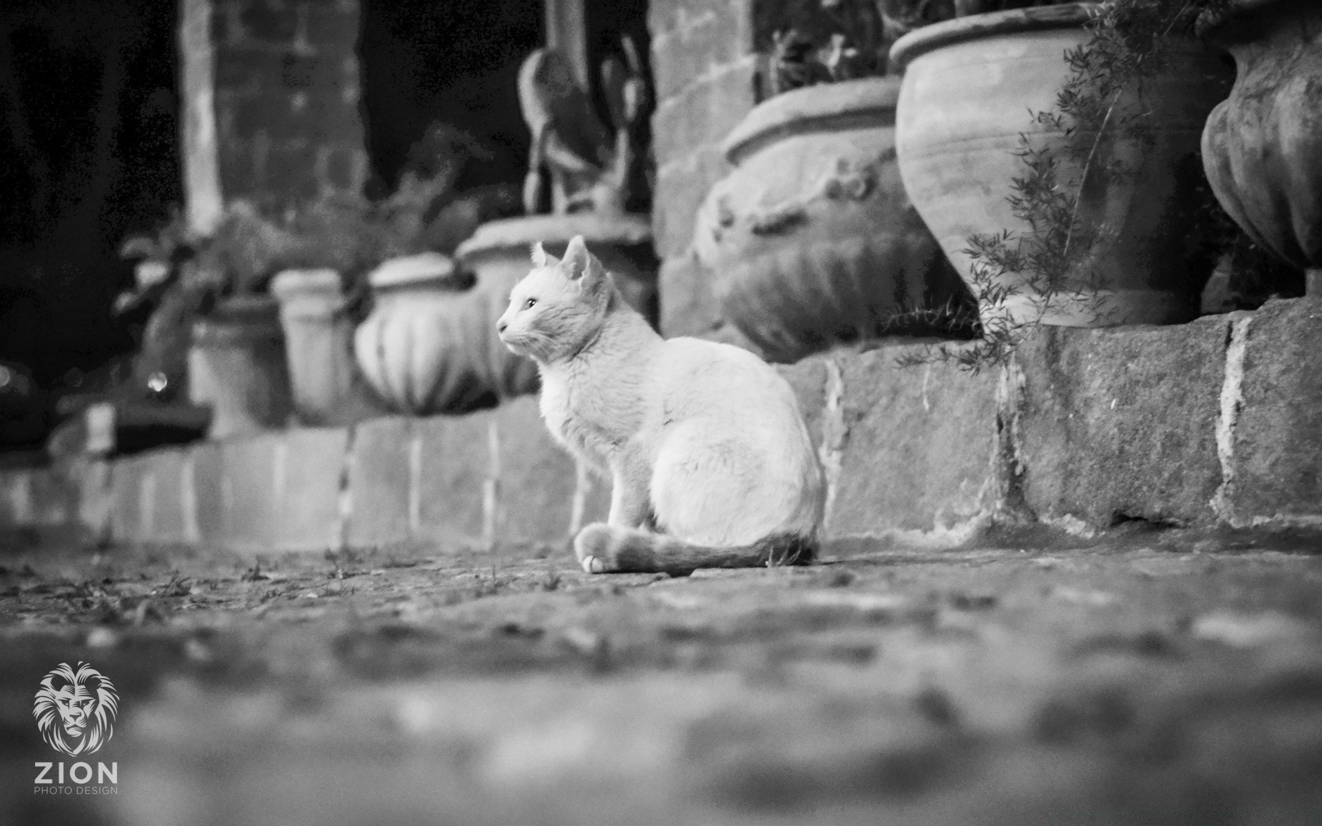 in bianco e nero uno mammifero adulto due persona in bianco e nero cane animale strada all aperto canino ritratto