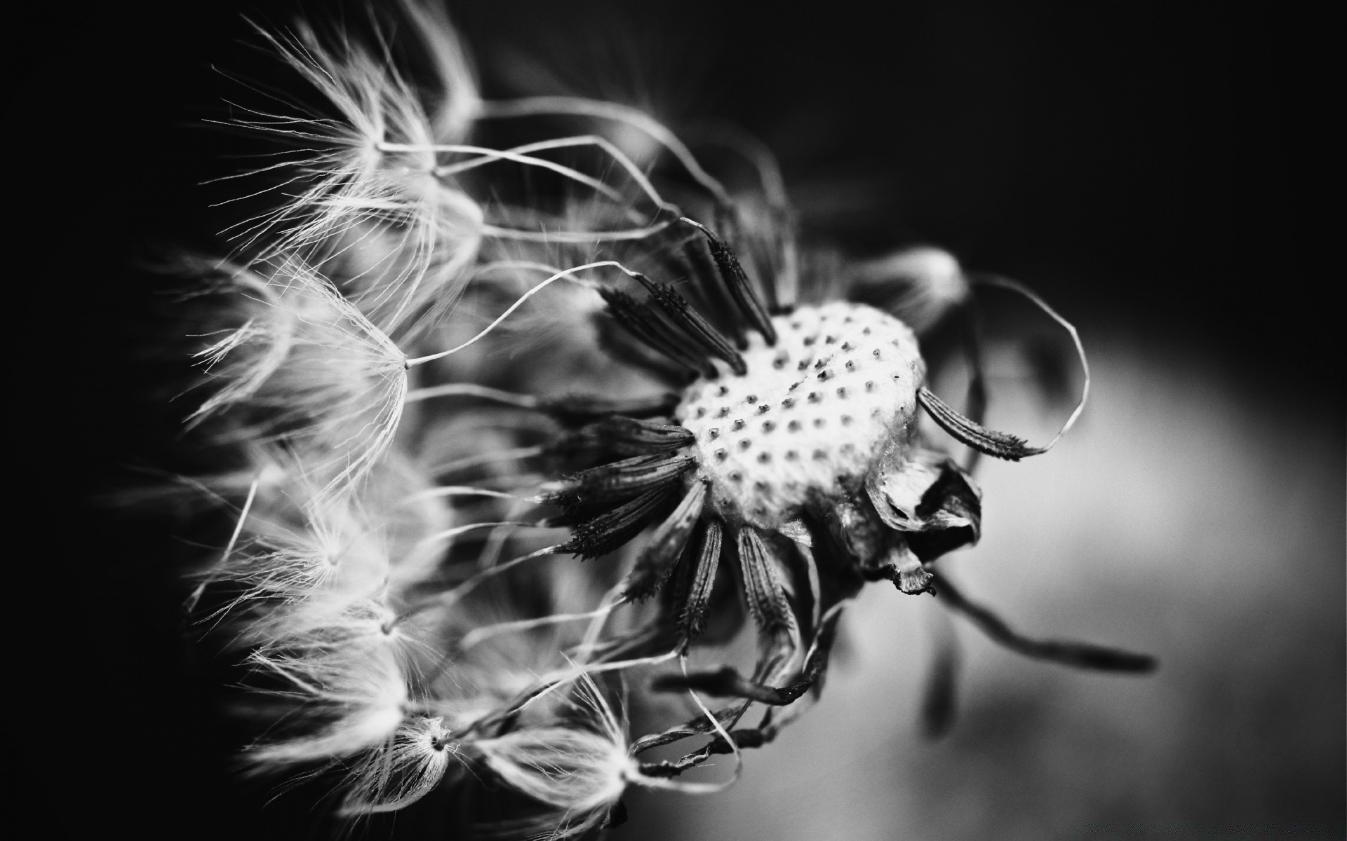 black and white monochrome nature flower beautiful abstract color art dandelion light