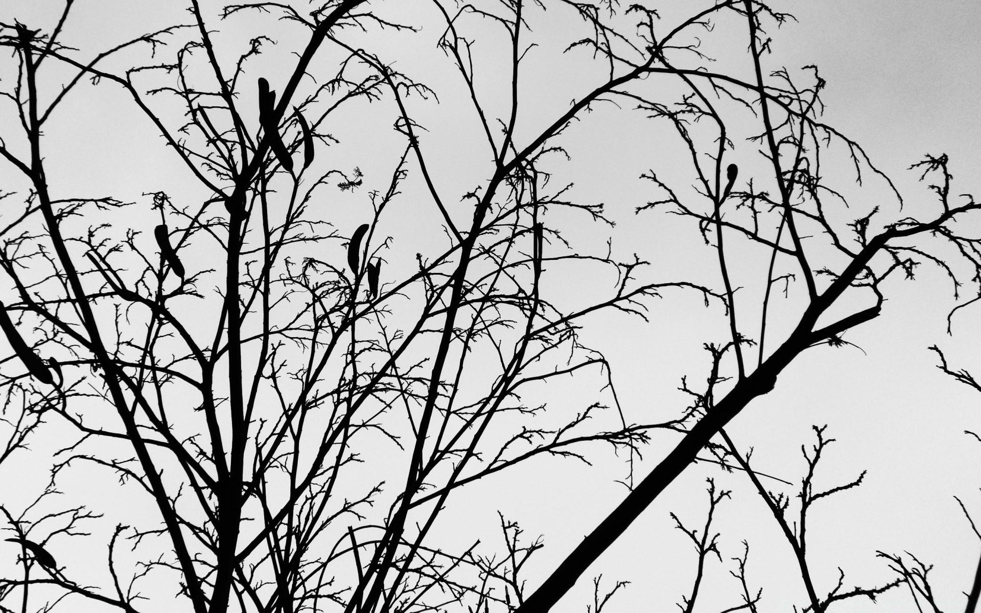 noir et blanc arbre branche nature silhouette feuille bois hiver écorce automne tronc oiseau saison bureau corbeau brindilles un aube mercredi