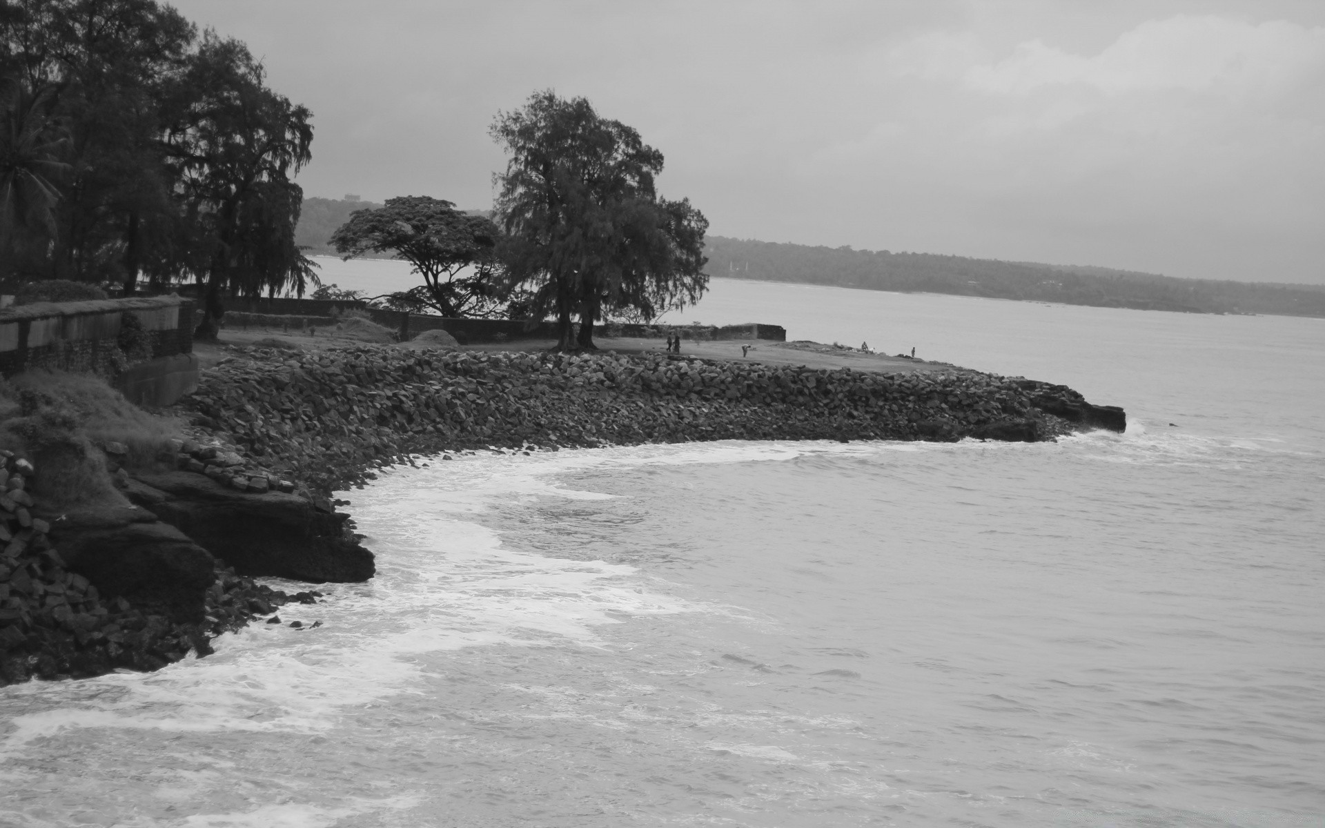 黑色和白色 水 海滩 海 景观 海 海洋 树