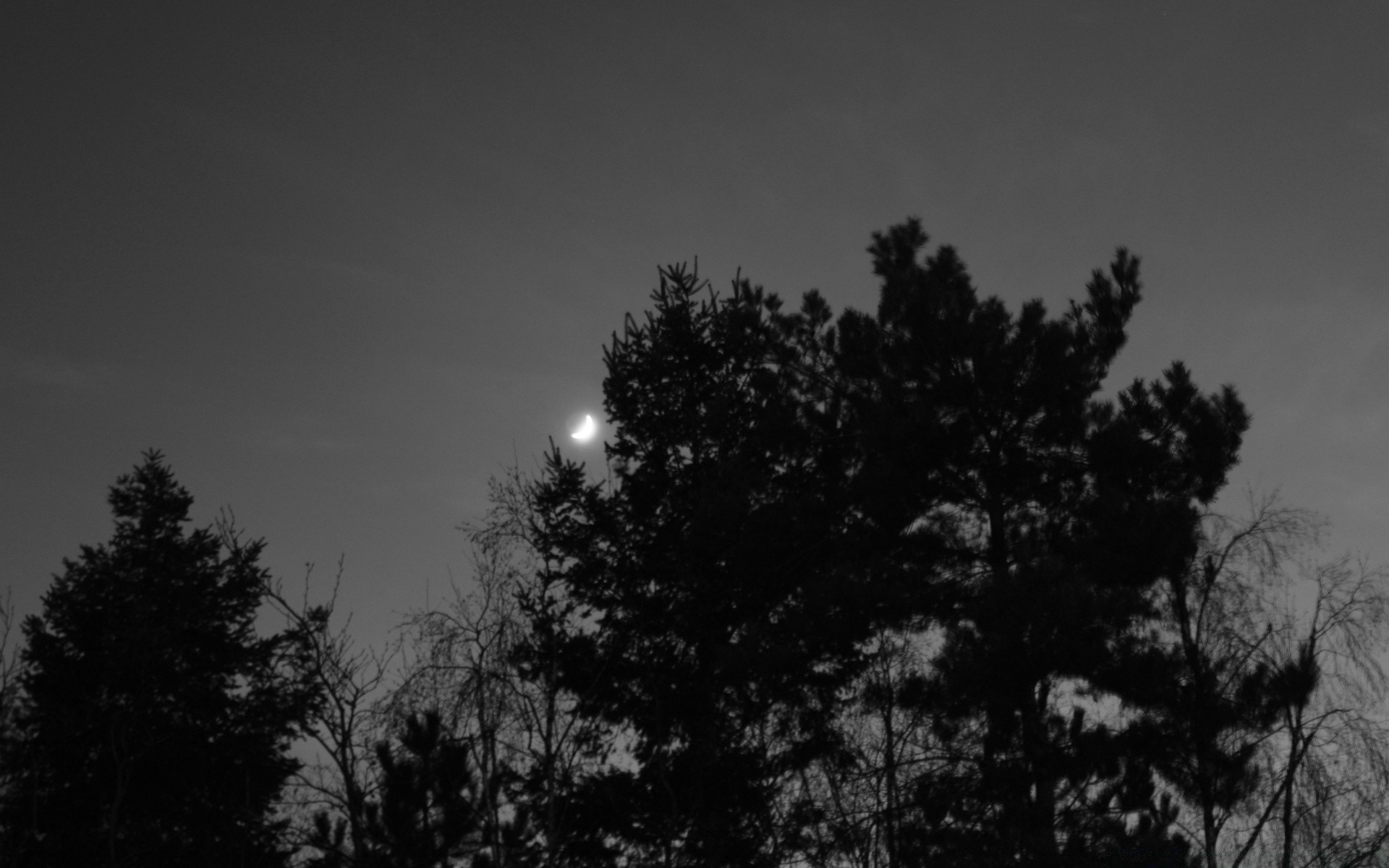 noir et blanc bois brouillard hiver nature monochrome paysage brouillard à l extérieur bois aube soleil silhouette neige conifères lune ciel automne un