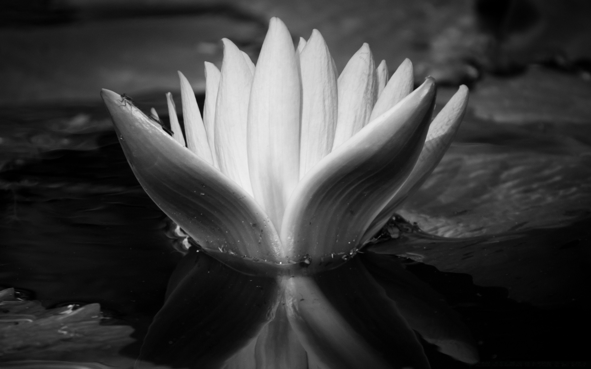 black and white monochrome nature water flower leaf light