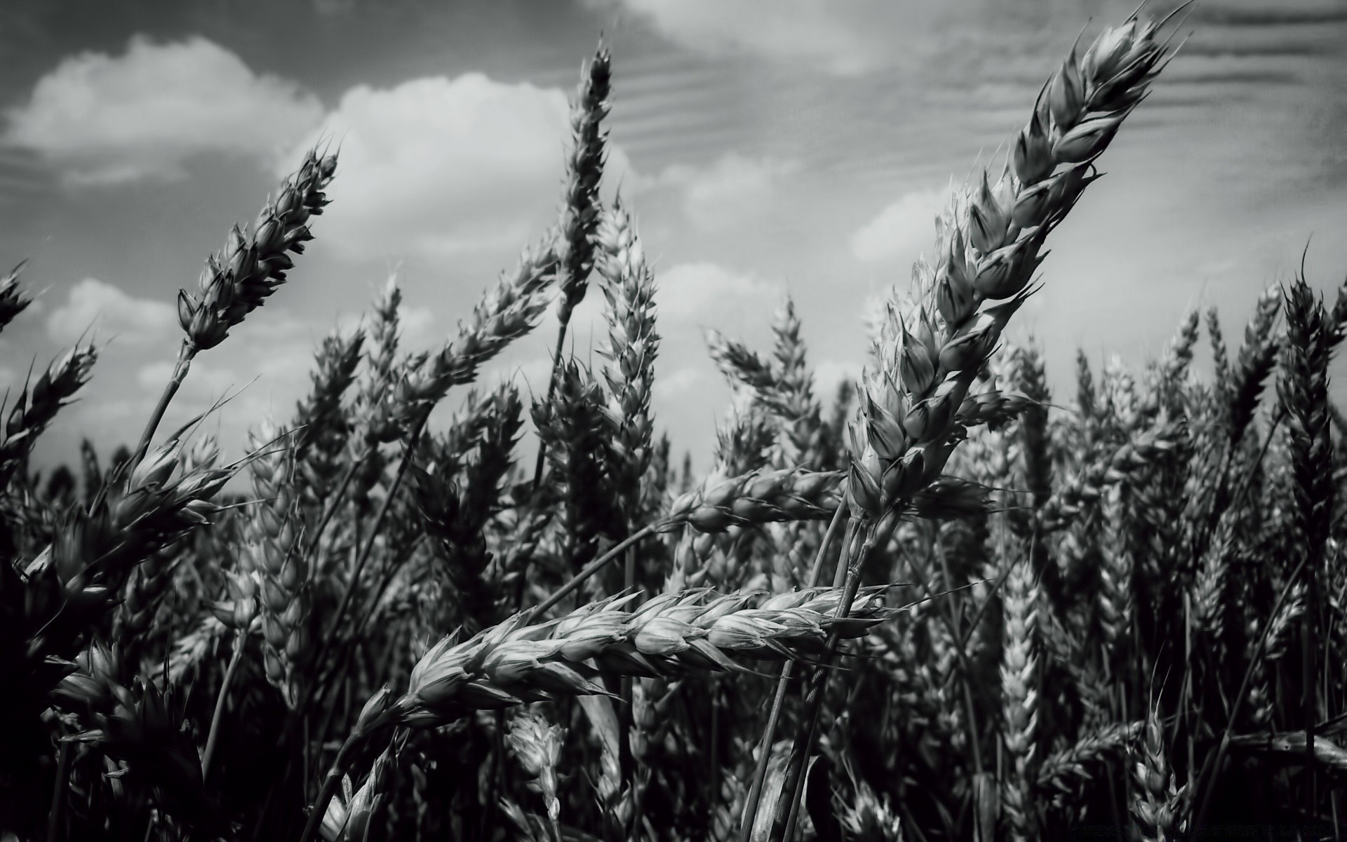 bianco e nero cereali grano pane mais rurale segale raccolto paglia campo pascolo fattoria agricoltura seme oro crescita orzo campagna estate farina