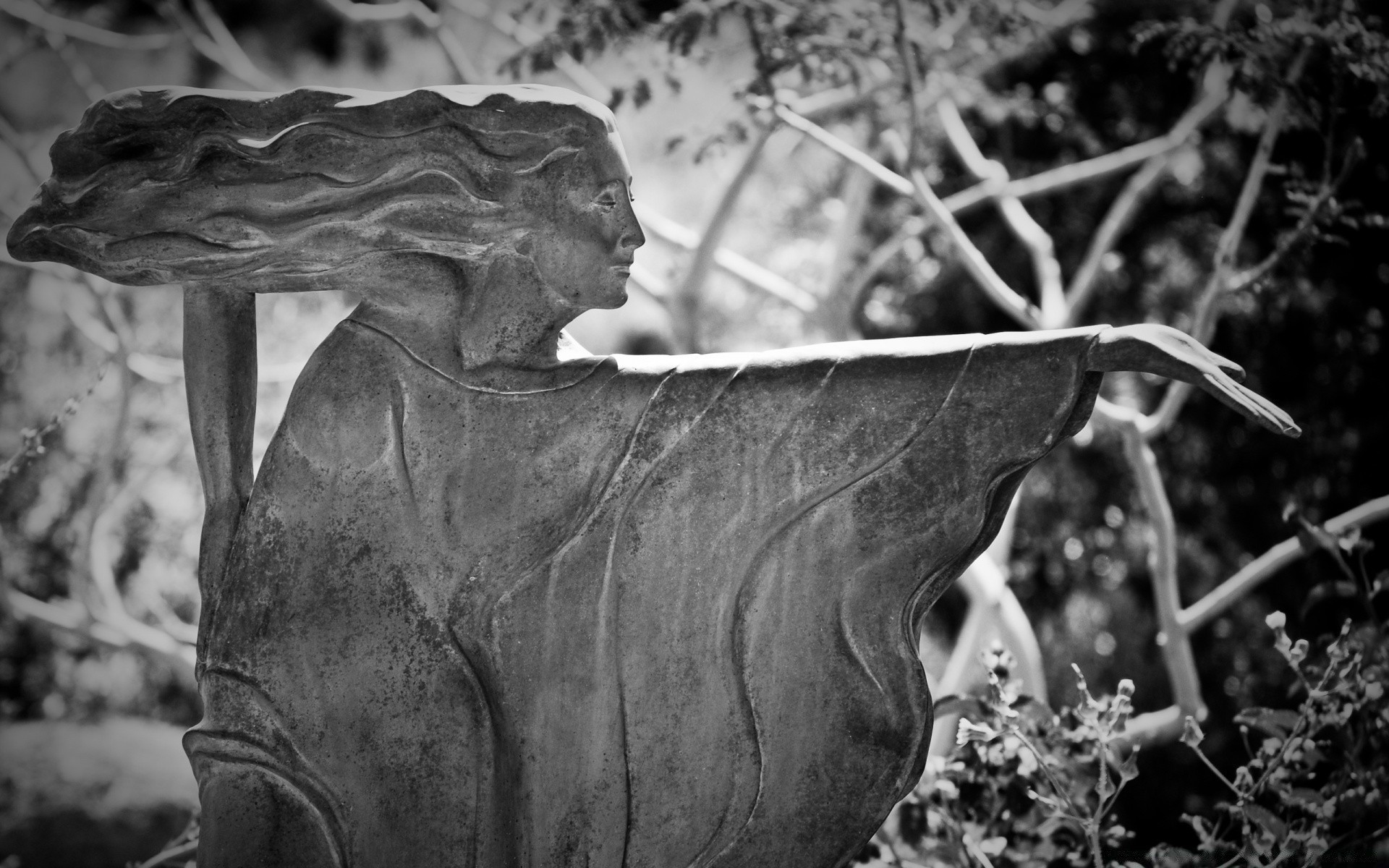 blanco y negro naturaleza solo monocromo al aire libre madera madera