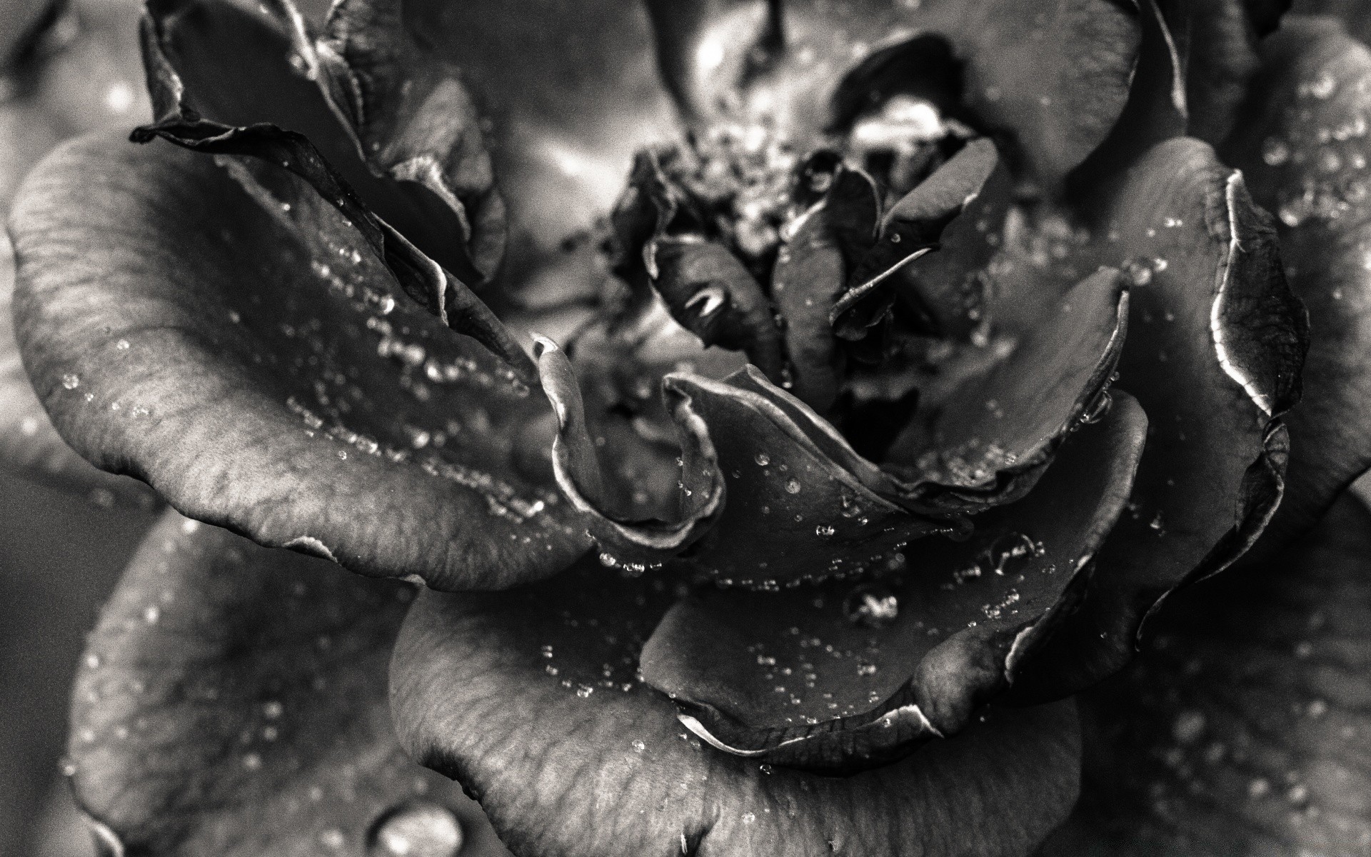 black and white monochrome food nature grow fungus group invertebrate water wet