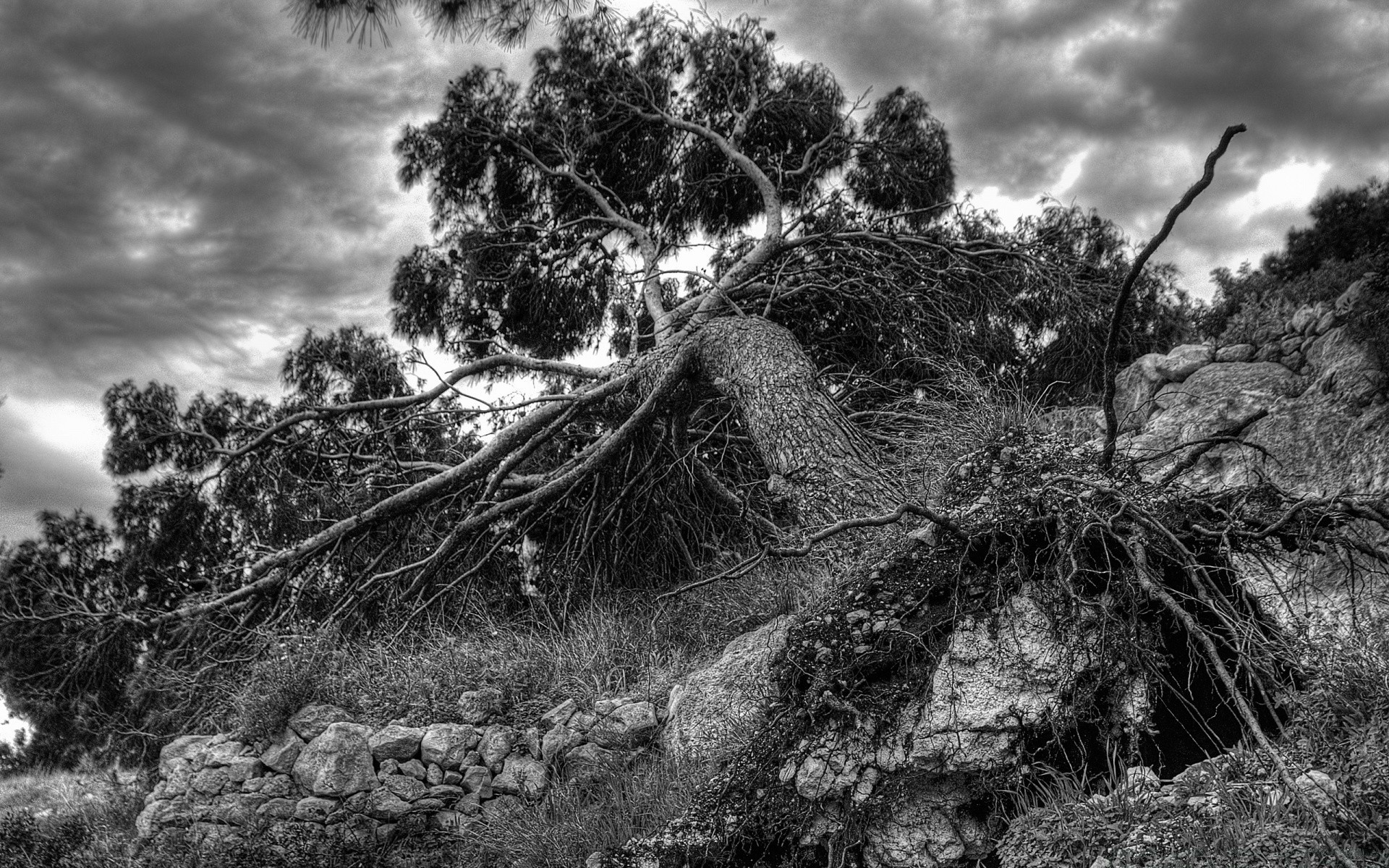 black and white tree nature landscape sky wood outdoors travel flora mountain cloud rock environment park scenic leaf