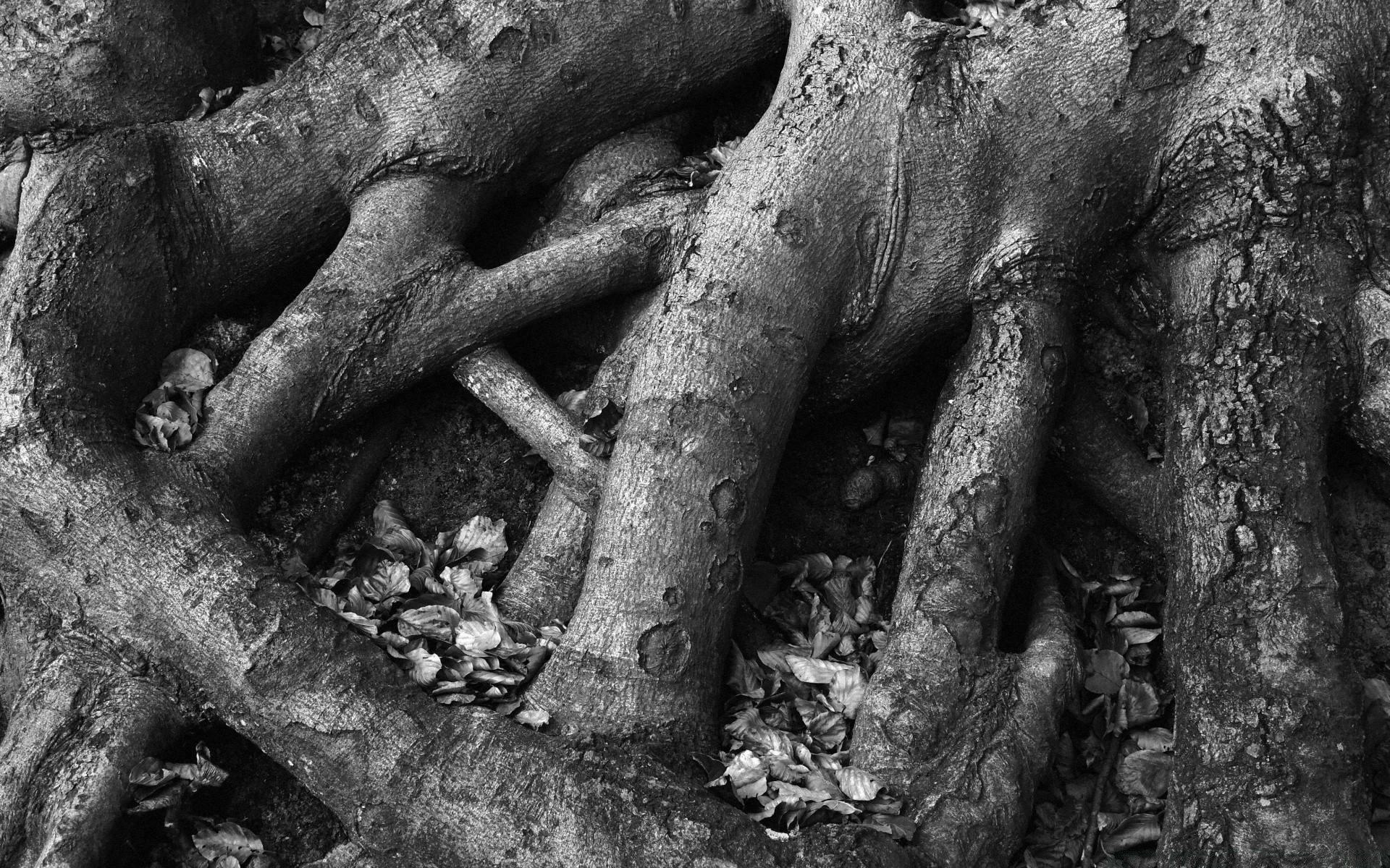 preto e branco madeira velho madeira tronco raiz natureza casca close-up desktop textura escultura antigo religião monocromático arte templo