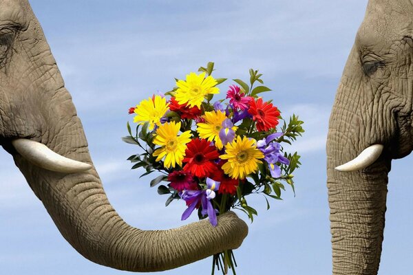 Bouquet romantique pour votre éléphant préféré