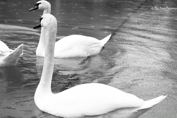 White swans black and white