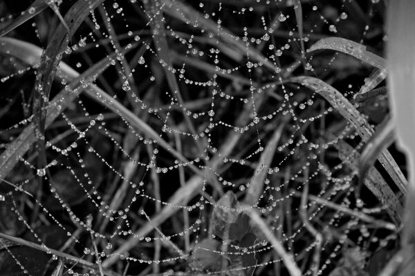 خيوط العنكبوت في العشب مع قطرات الندى