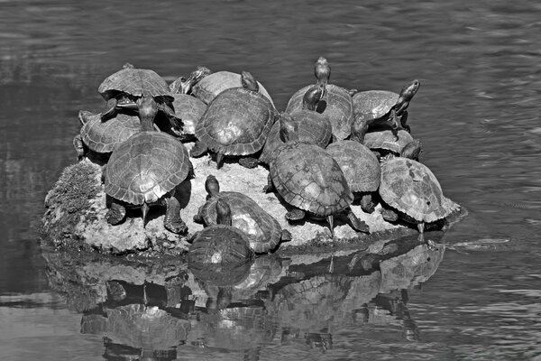 Tortugas en una roca en un río