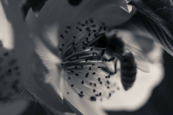 Bee Pollinates flower blurry black and white