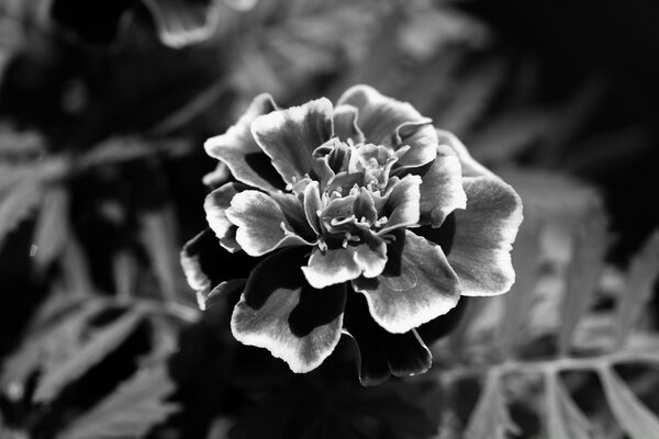 A lonely flower of velvet in black and white