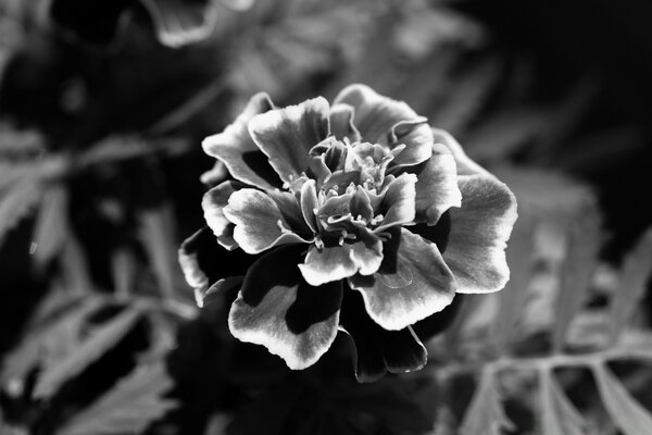 Fleur de velours solitaire en noir et blanc