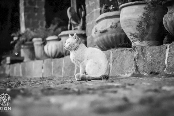 Cute cat next to old pots