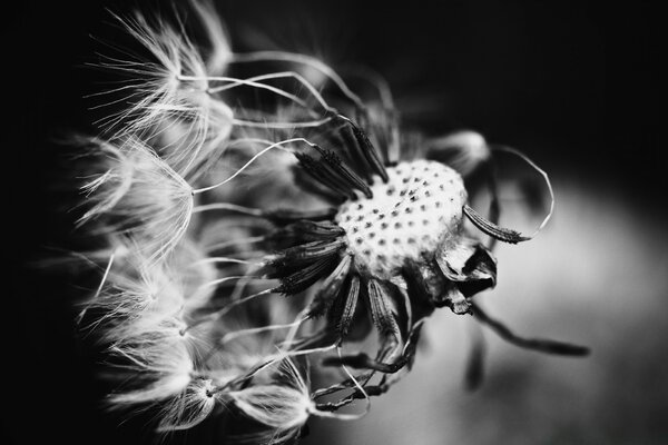 Blanco y negro hermosa flor