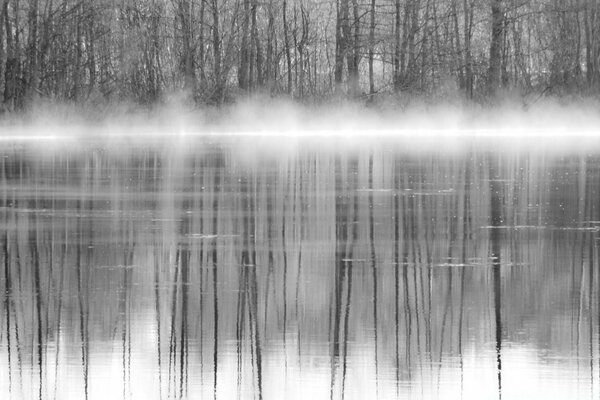 Reflejo en blanco y negro de los árboles en el lago