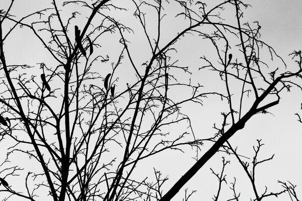 Árbol blanco y negro en otoño