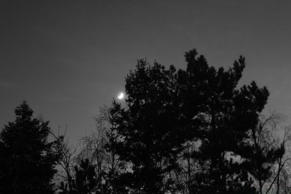 Céu crepuscular com lua e árvores