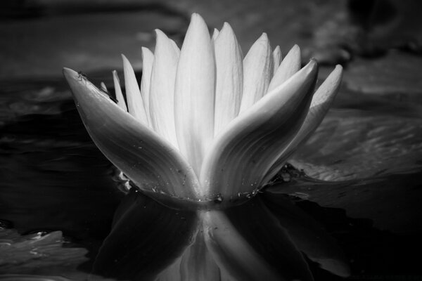 Fleur épanouie sur la surface de l eau