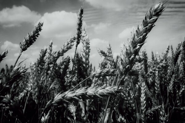 Weizenfeld und der Himmel sind monochrom