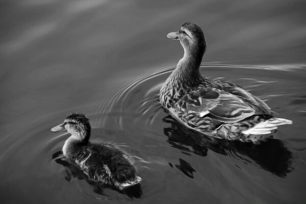 Ente und Entlein schwimmen auf dem Wasser