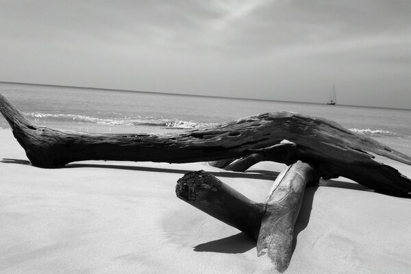 Clavan árboles viejos en playa del mar