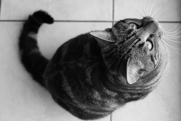 A large and mustachioed cat on the floor