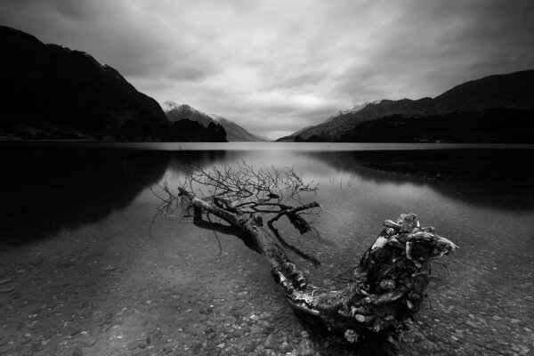 Landscape of a tree growing out of water