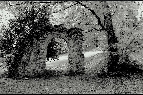 Baum am Torbogen der Ruine