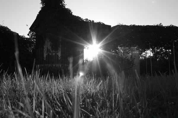 Black and white landscape. Grass on the field