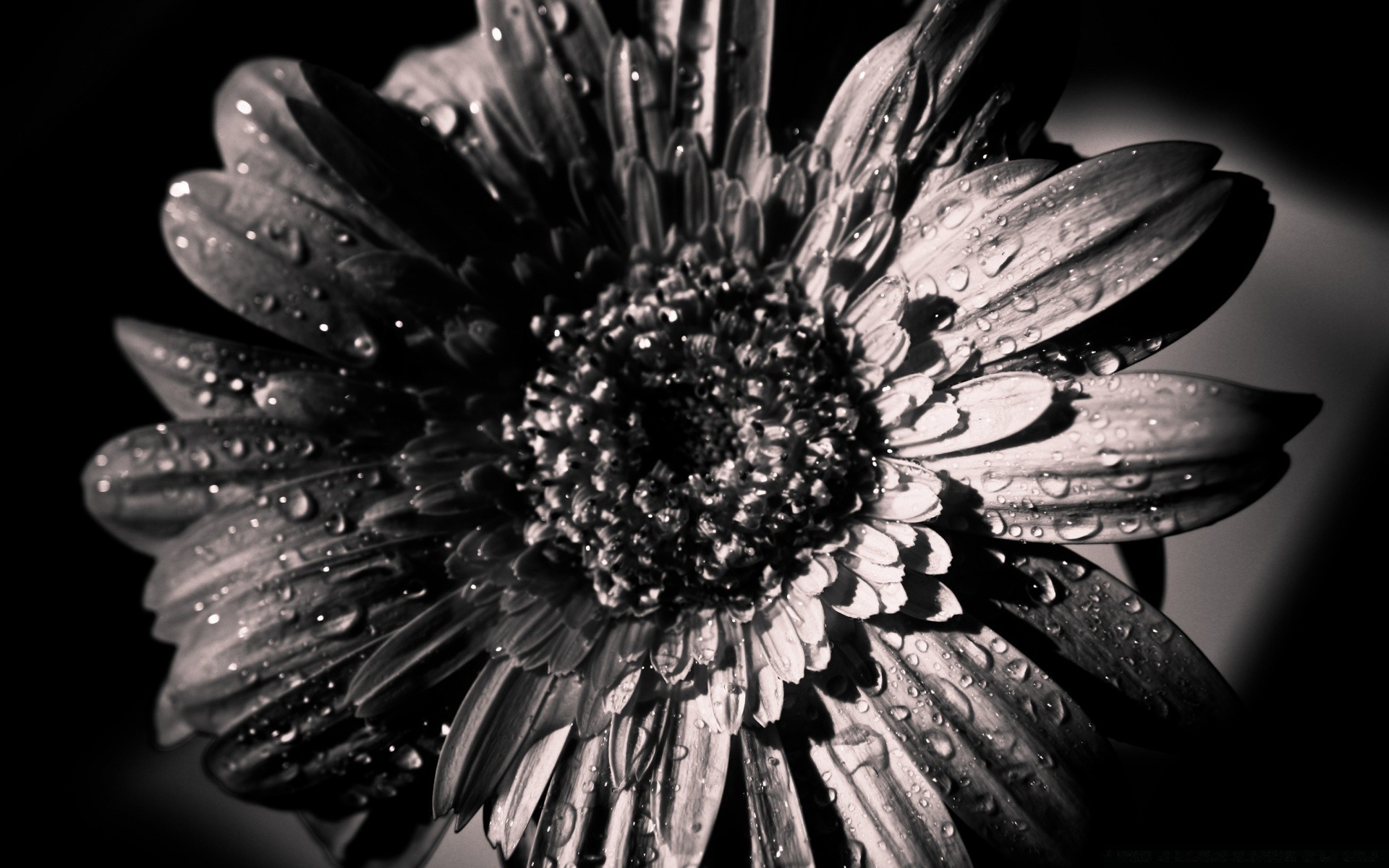 bianco e nero fiore natura bella in bianco e nero flora petalo close-up giardino colore foglia