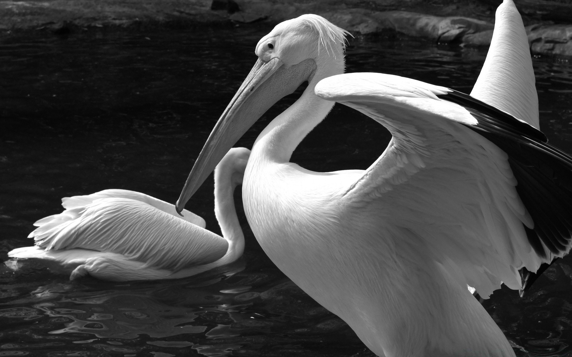 noir et blanc oiseau pélican eau faune monochrome cygne un lac nature rivière sauvagine à l extérieur natation portrait zoo réflexion mer