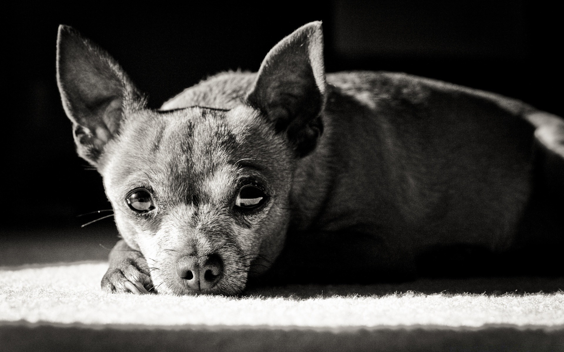 in bianco e nero mammifero animale domestico cane canino ritratto animale carino gatto uno cucciolo occhio piccolo pelliccia domestico adorabile visualizzazione razza