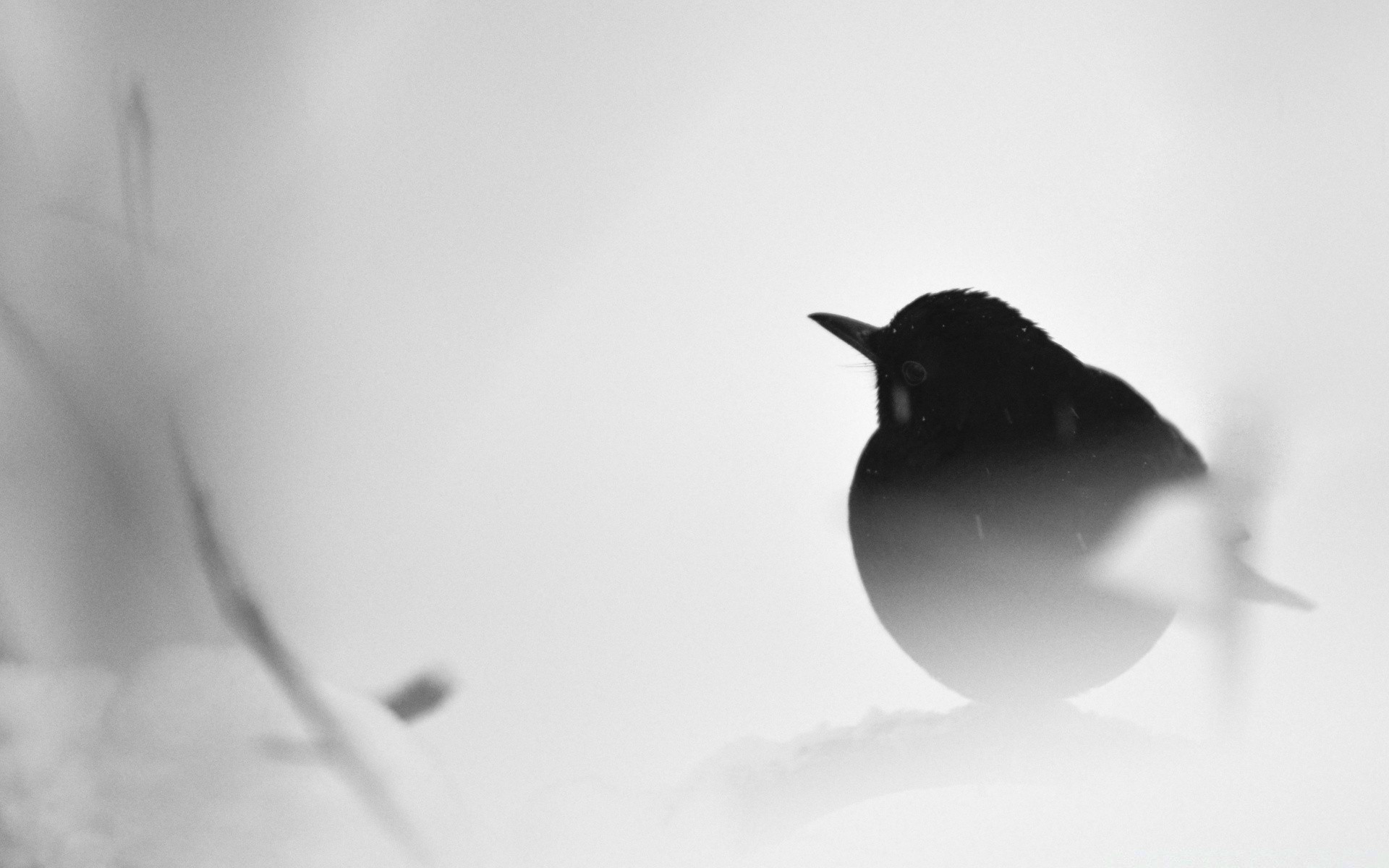 schwarz und weiß vogel monochrom schnee winter tierwelt natur unschärfe seitenansicht eine