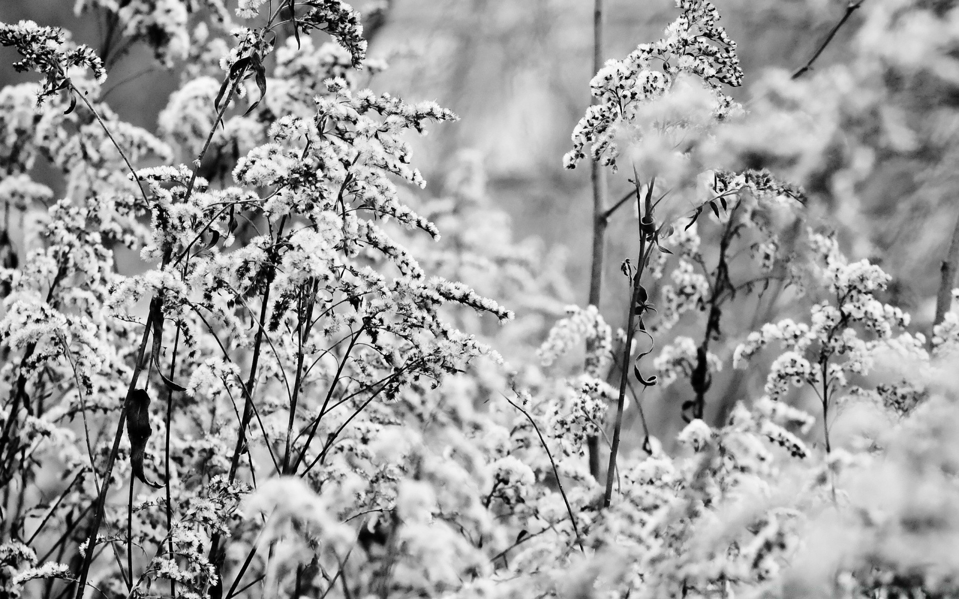 black and white frost season tree winter nature branch snow weather outdoors flora wood landscape frozen cold