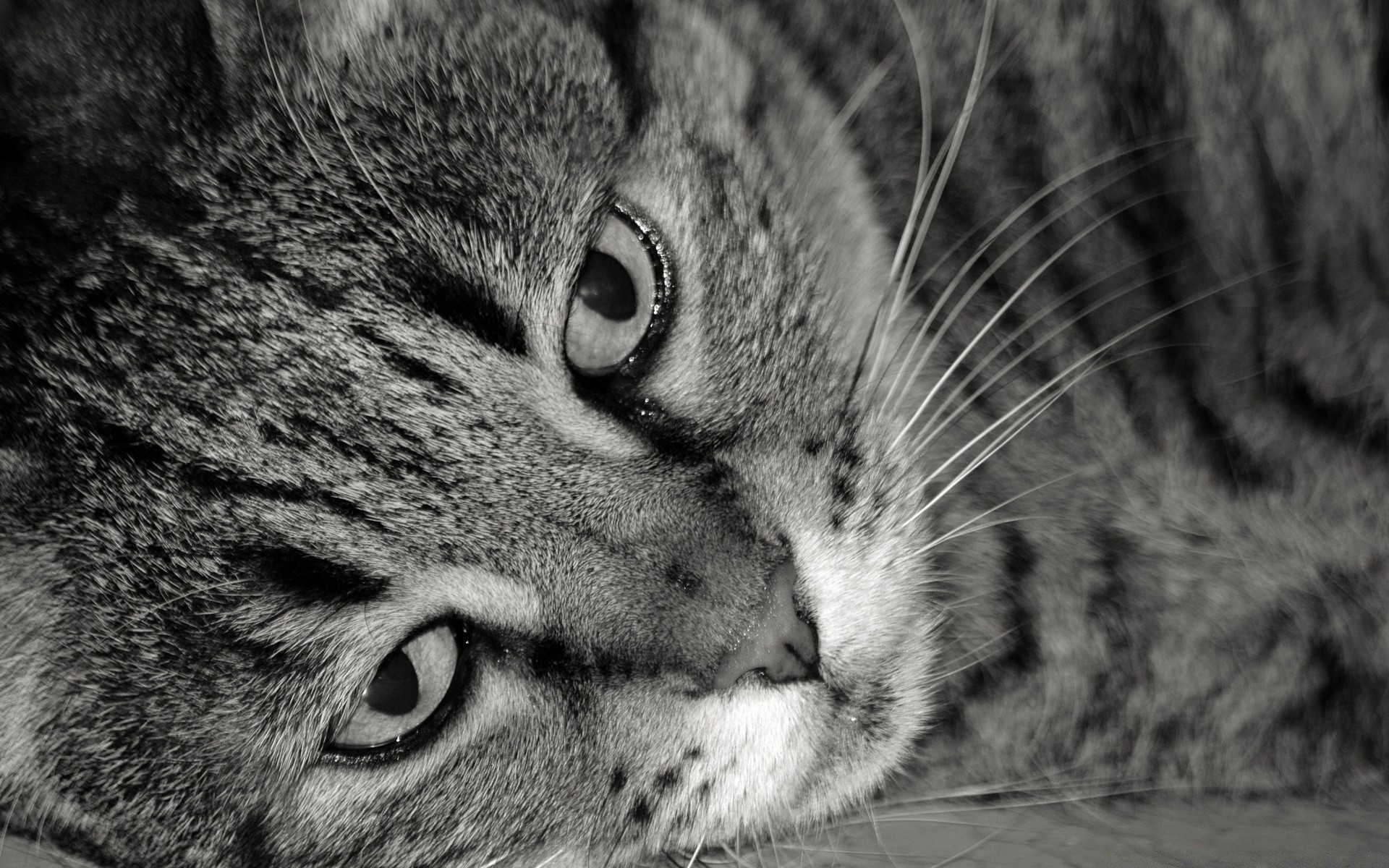 schwarz und weiß katze tier fell auge porträt niedlich säugetier kätzchen haustier haar kopf inländische schnurrbart nase grau gesicht ansicht wild liebenswert natur