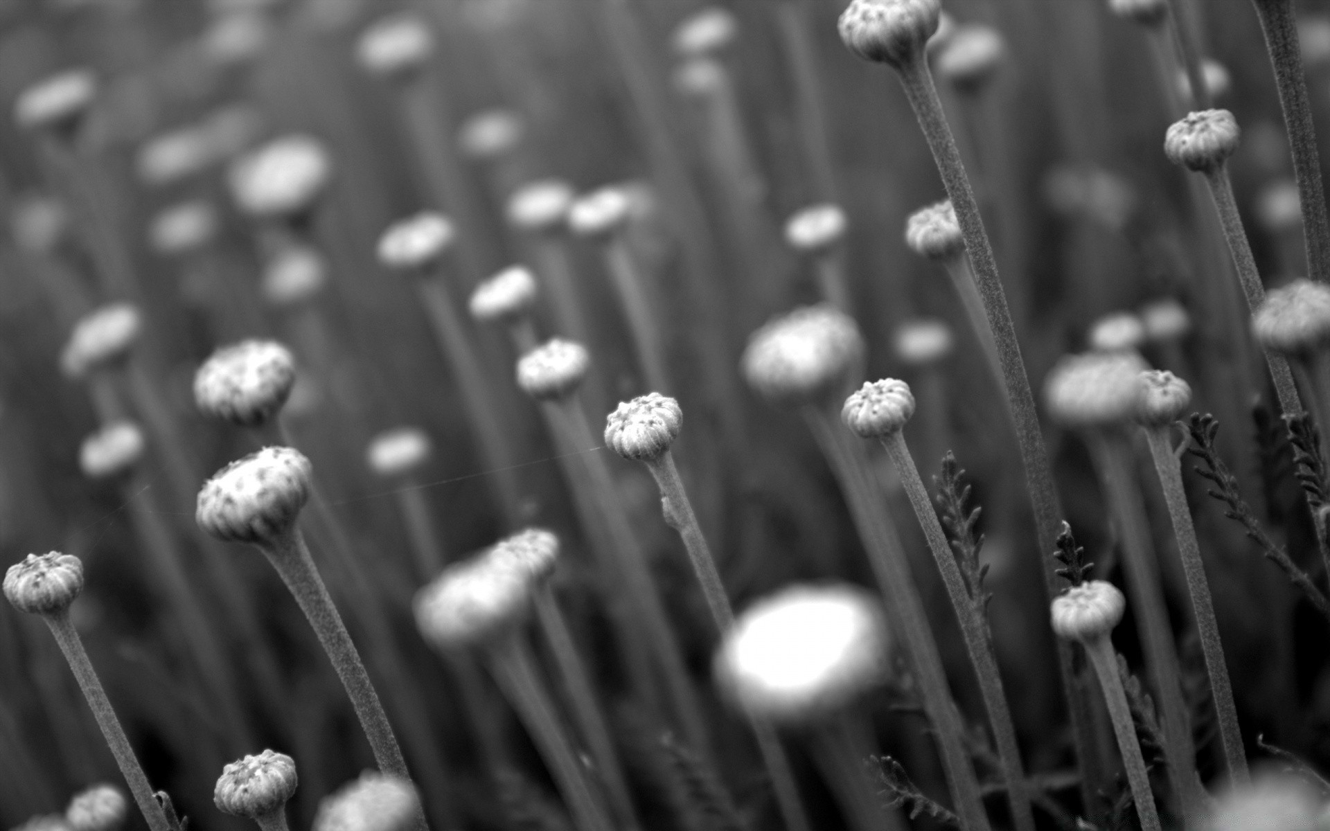 blanco y negro hierba primer plano muchos naturaleza madera flor grupo comida color monocromo