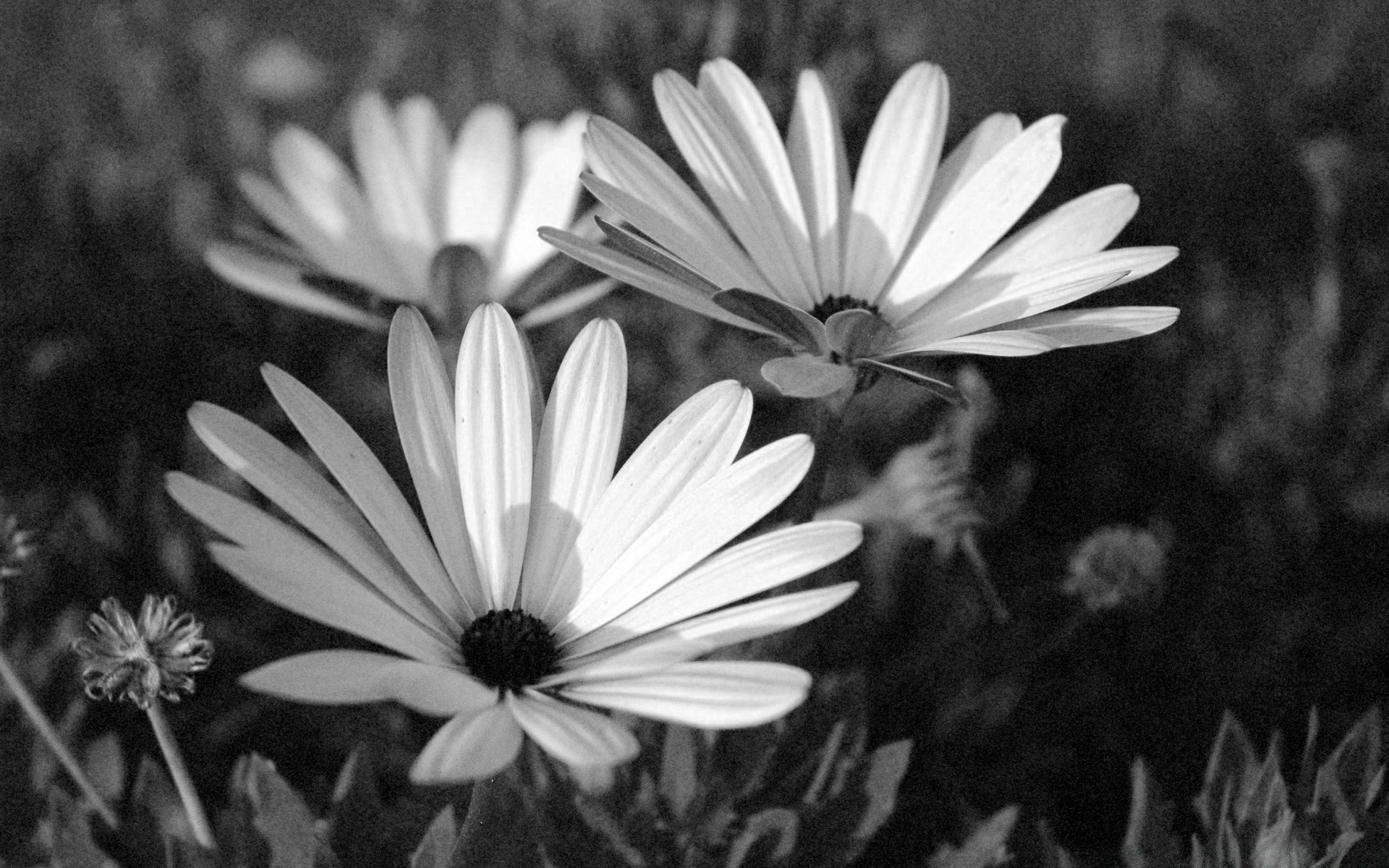 bianco e nero fiore flora natura fiore giardino petalo estate floreale foglia