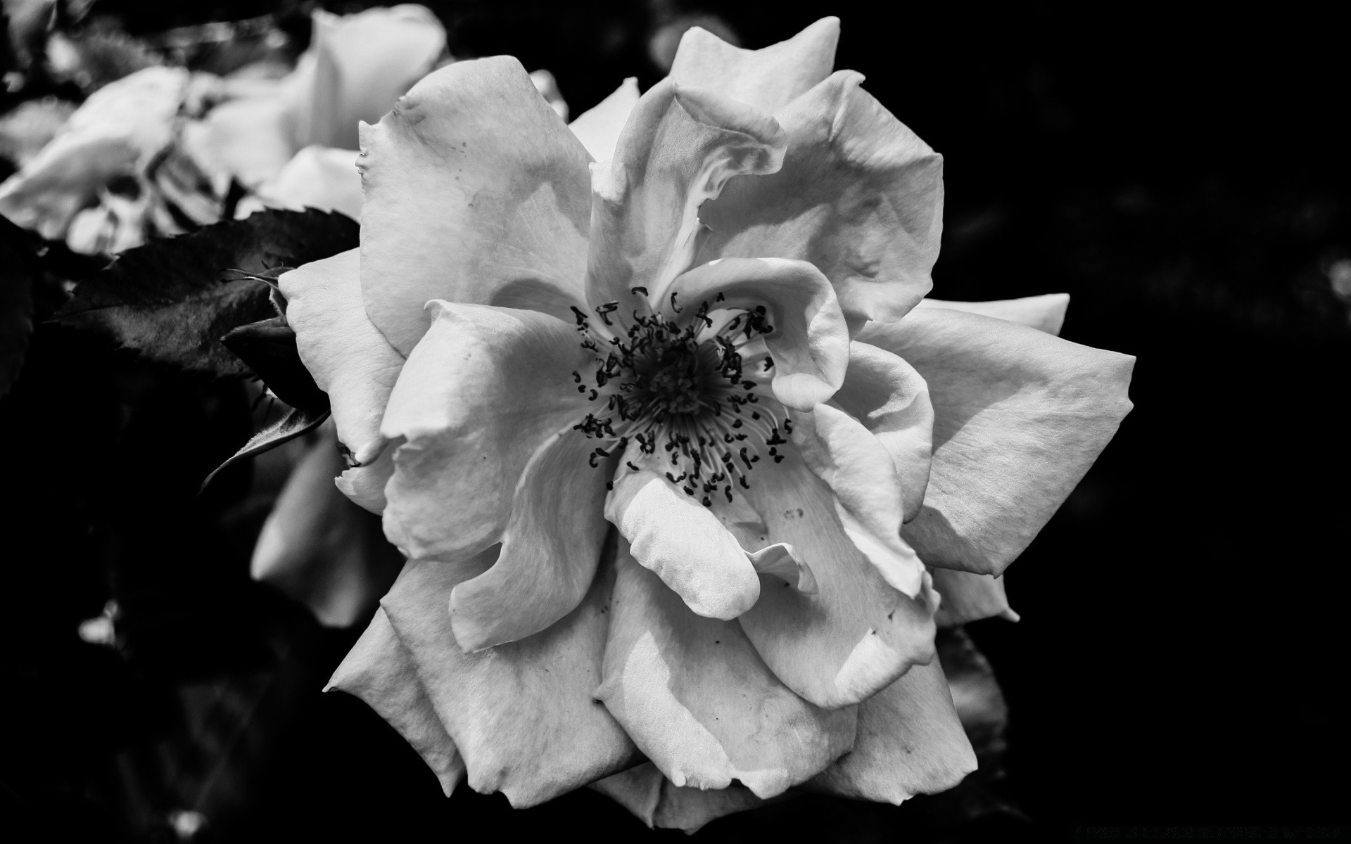 noir et blanc fleur rose nature monochrome mariage floral feuille flore pétale bluming