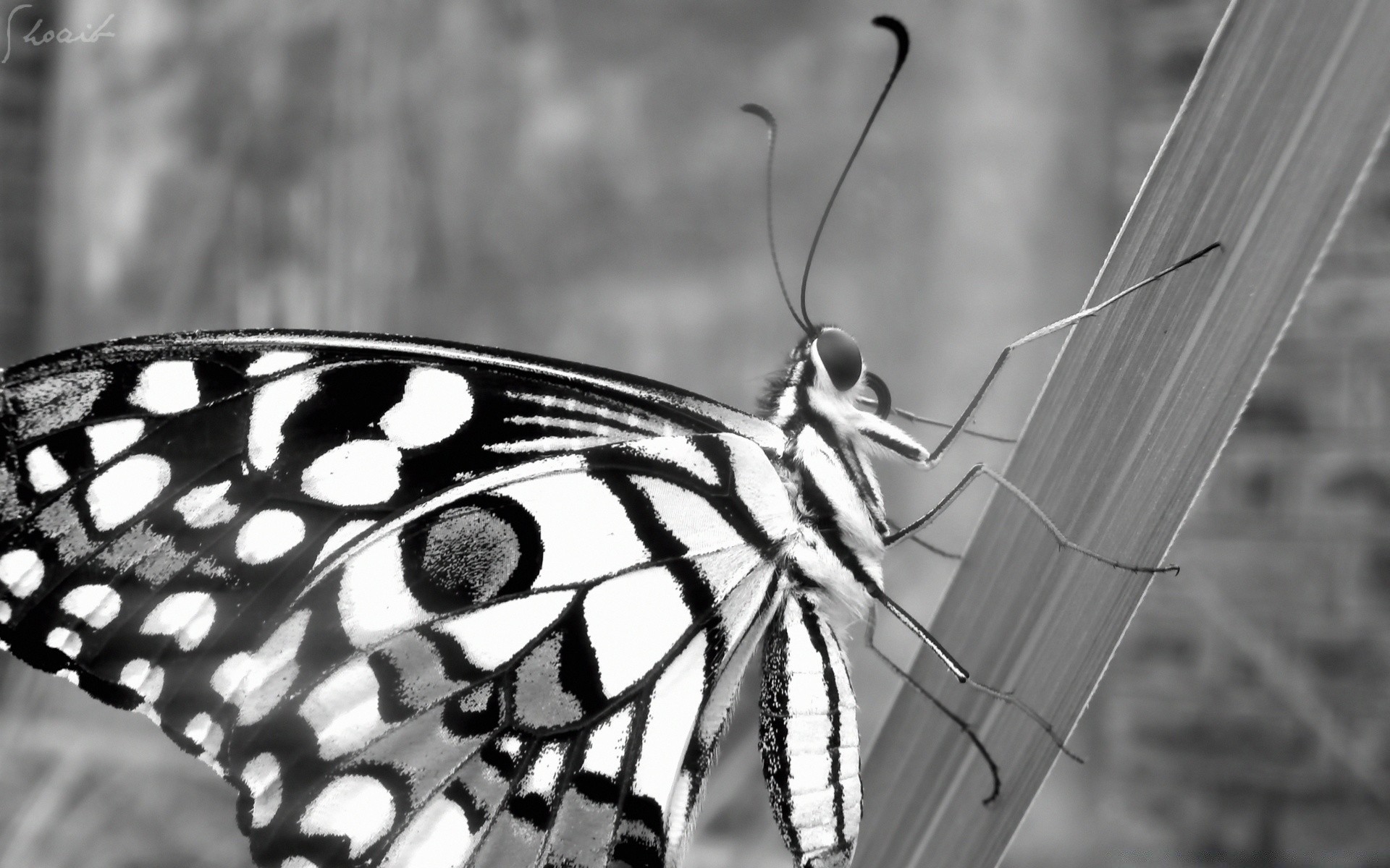 preto e branco borboleta inseto natureza asa animal vida selvagem ao ar livre antena verão invertebrados bonita lepidoptera voar jardim mariposa selvagem close-up gentil monarca