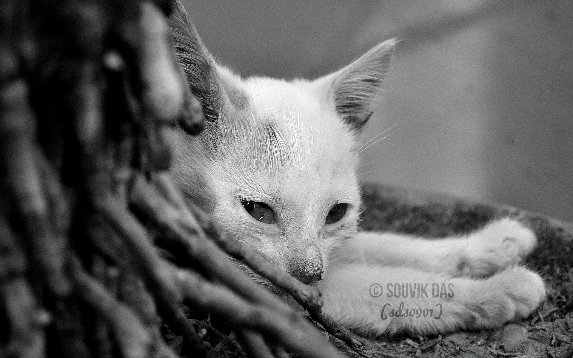 noir et blanc mignon chat oeil peu fourrure nature animal chaton animal de compagnie portrait jeune enfant monochrome