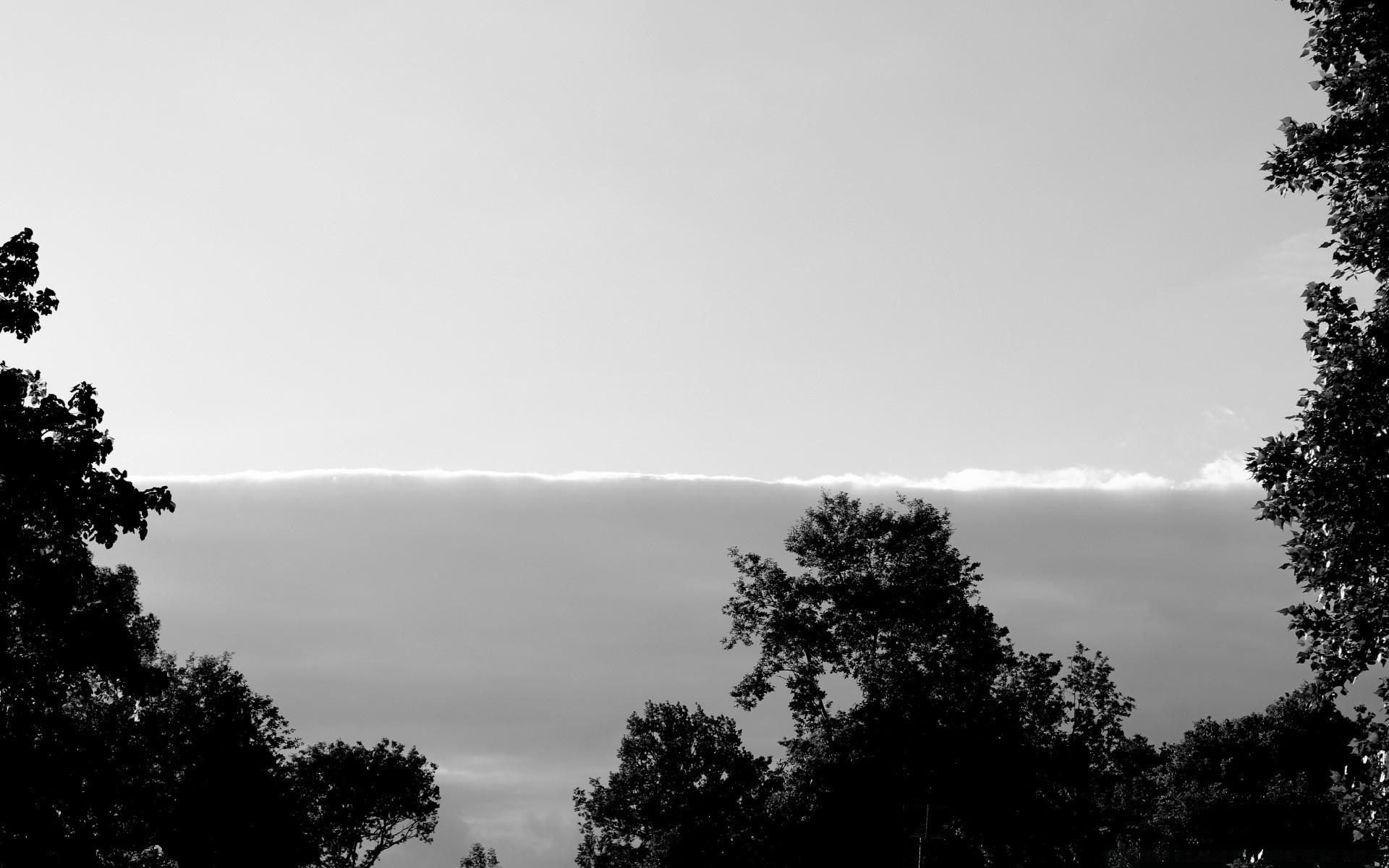 noir et blanc bois nature brouillard monochrome paysage à l extérieur brouillard ciel aube soleil bois silhouette