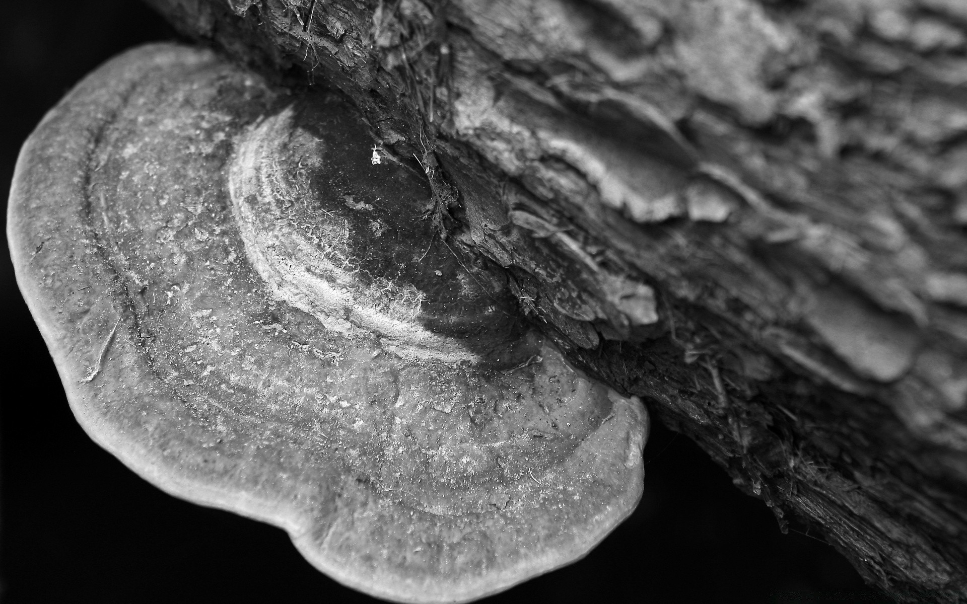 czarno-biały natura monochromatyczny pulpit zbliżenie