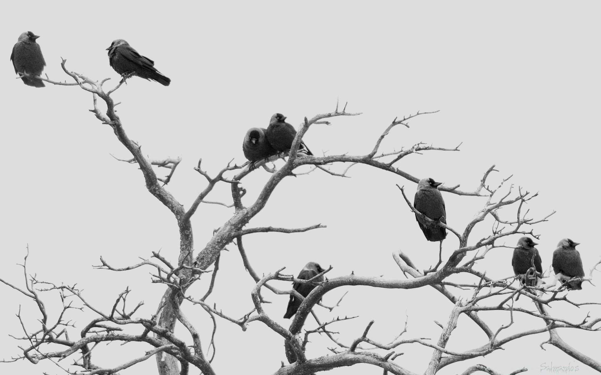 noir et blanc oiseau faune arbre hiver nature corbeau animal en plein air