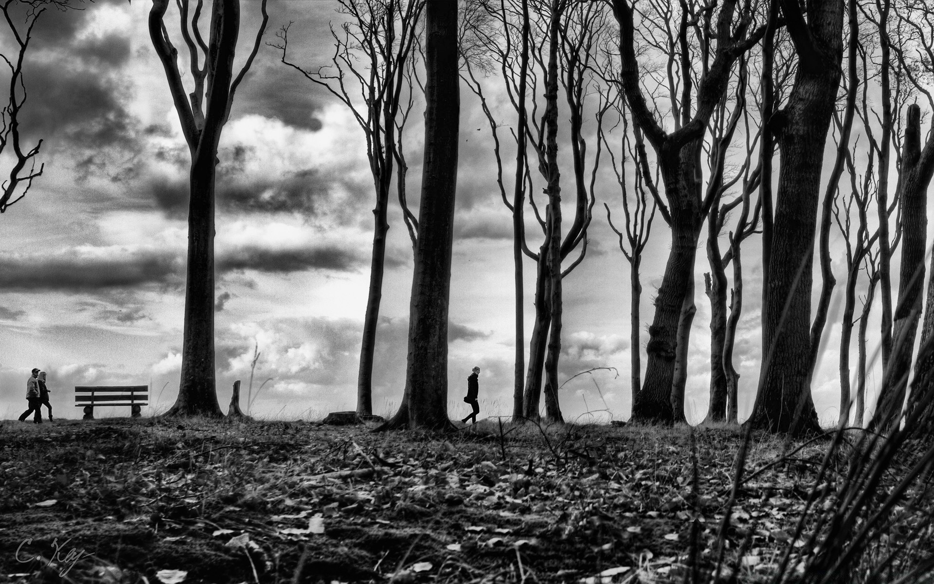 black and white tree landscape wood fog dawn mist eerie moody nature fall winter weather monochrome shadow