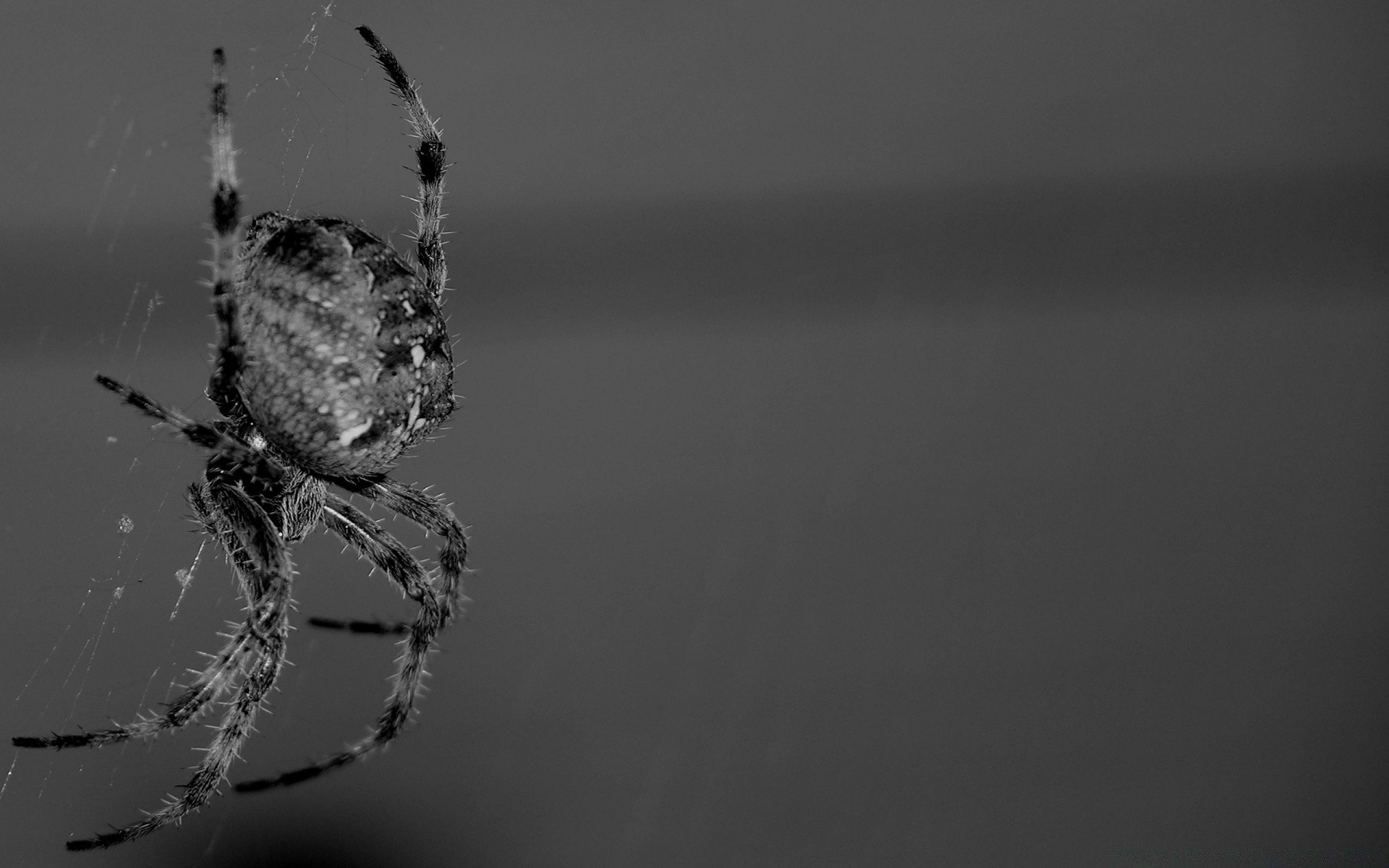 preto e branco aranha aracnídeo teias de aranha monocromático inseto assustador natureza assustador invertebrado teias de aranha armadilha animal vida selvagem web medo selvagem terror névoa