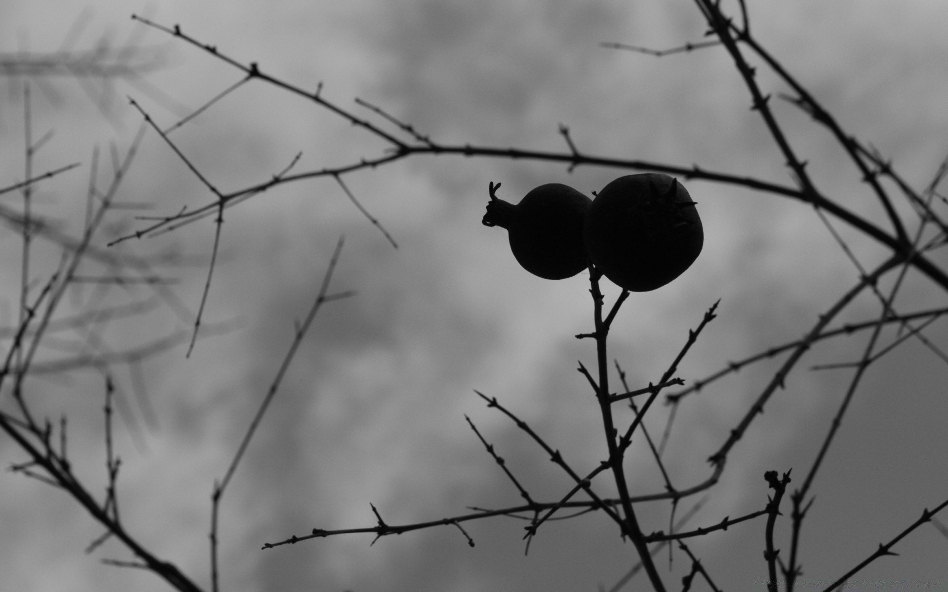 schwarz und weiß stacheldraht drähte natur zaun morgendämmerung baum im freien winter herbst zweig himmel