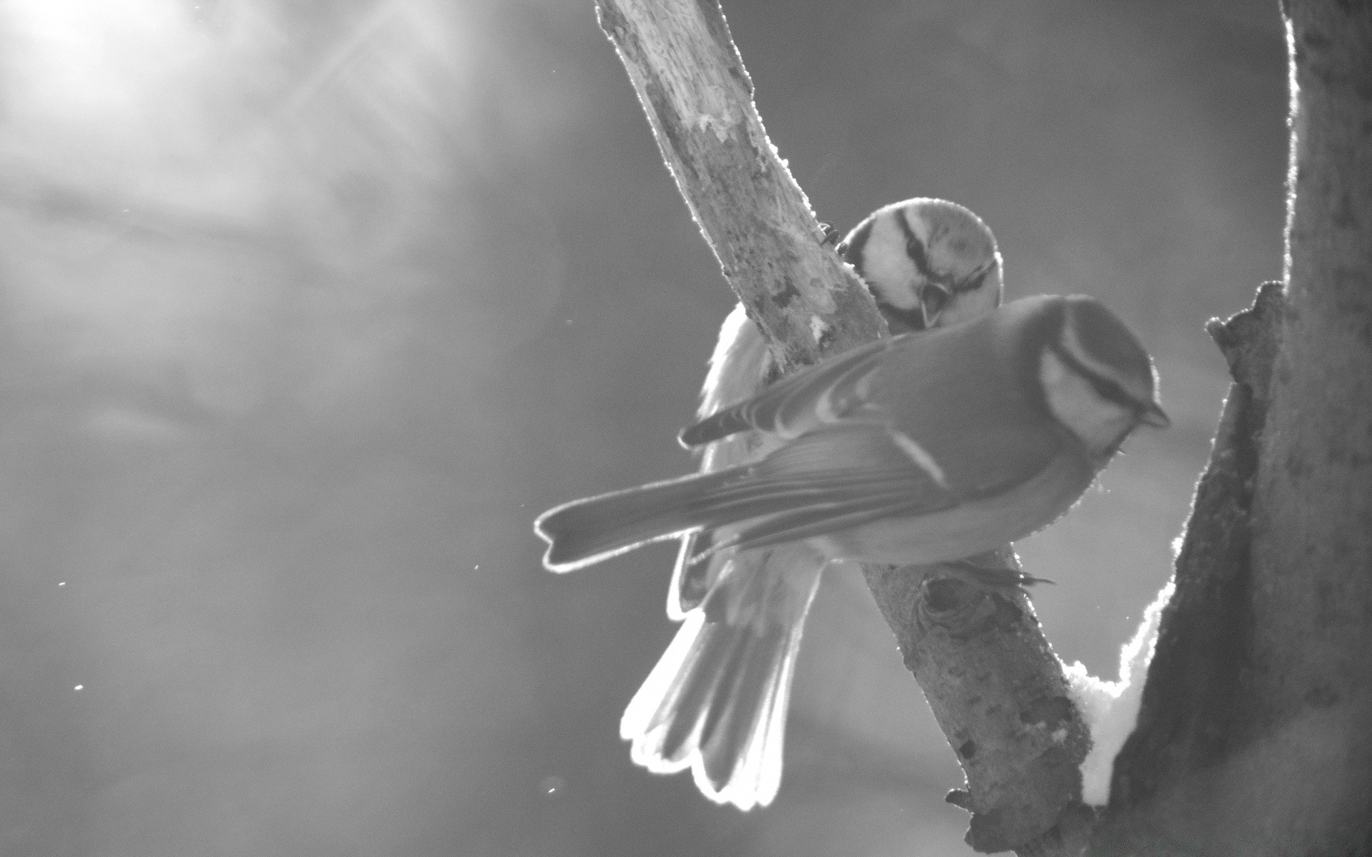 schwarz und weiß vogel monochrom ein natur tierwelt winter im freien schnee regen